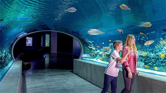 Túnel submarino